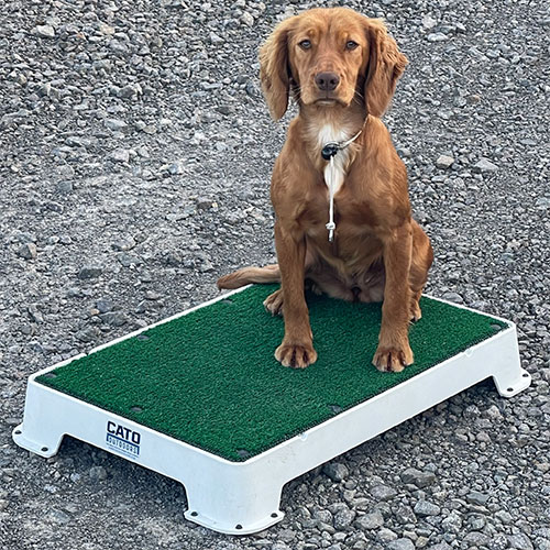 Maisey - Border Reiver Gundogs